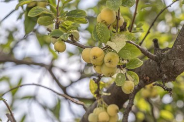 yenidünya büyümek ağaç üzerinde