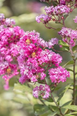 lagerstroemia çiçek bahçesinde