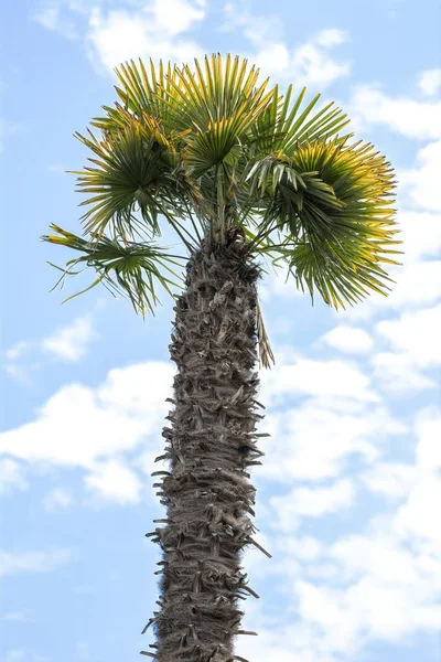 Palmeira Jardim — Fotografia de Stock