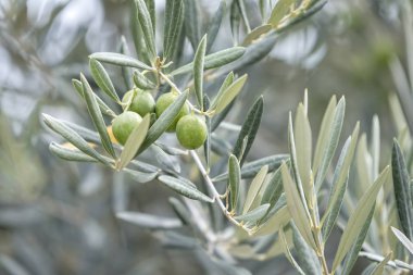 zeytin ağacı büyümeye