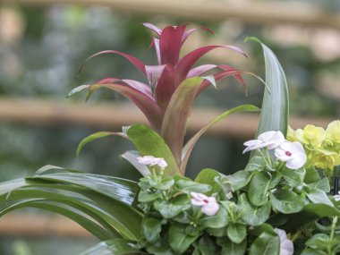 cam vazo içinde sunulan guzmania lingulata