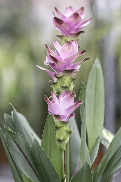 Flower Turmeric Plant — Stock Photo, Image