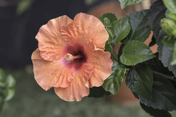 Hibisco Flor Jardín —  Fotos de Stock