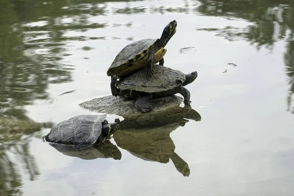 Schildpadden Zon Vijver — Stockfoto