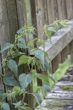 parkta vahşi ısırgan otu
