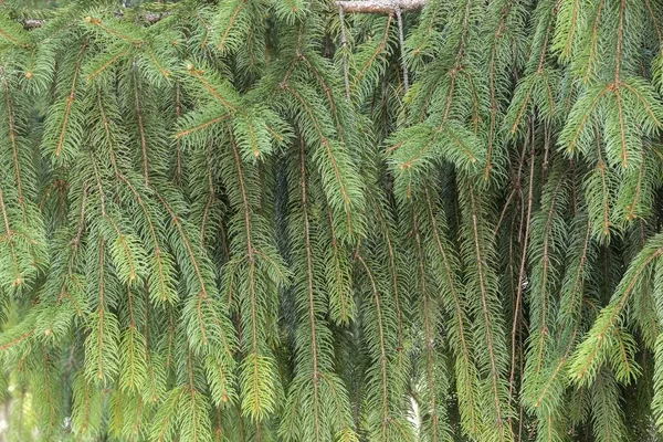 Dennenboom Het Bos — Stockfoto