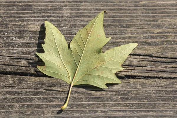 Autumn Leaf Wooden Background — Stock Photo, Image