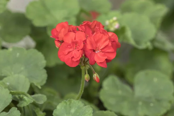 Geranio Rojo Flor Primavera —  Fotos de Stock