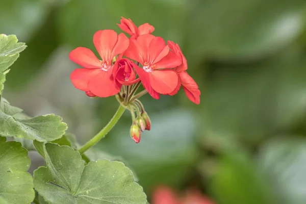 Geranio Rojo Flor Primavera — Foto de Stock