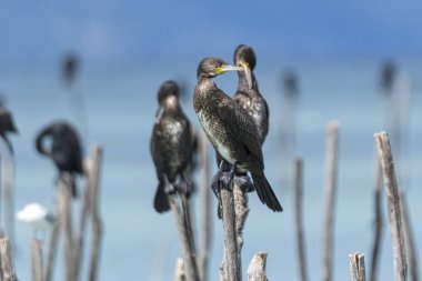 Göl kenarında karabatak dinlenme