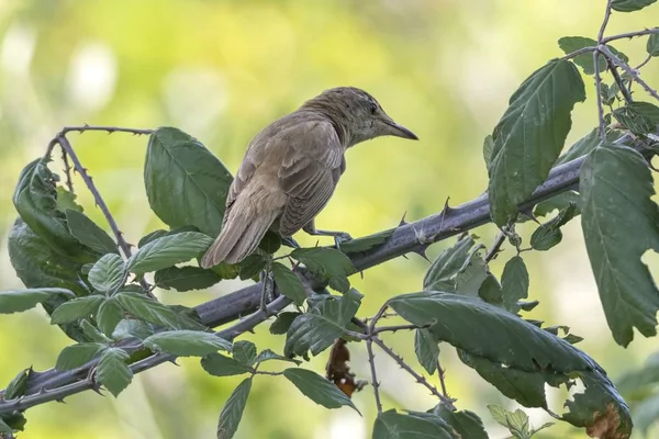 Ruiseñor Pájaro Árbol Lago — Foto de Stock