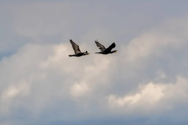 Dois Corvos Marinhos Voando Lago — Fotografia de Stock