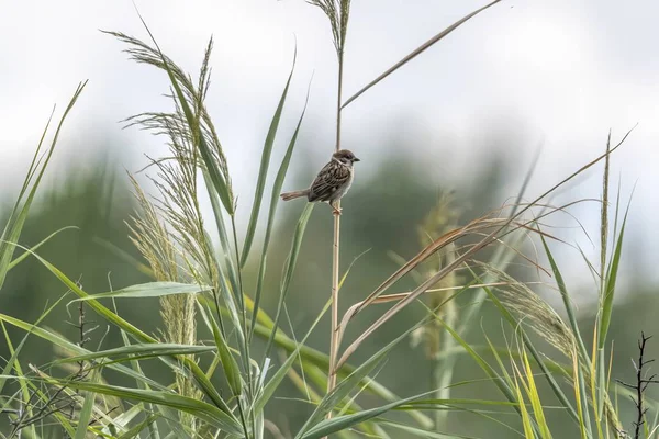 Burung Pipit Pohon Taman — Stok Foto