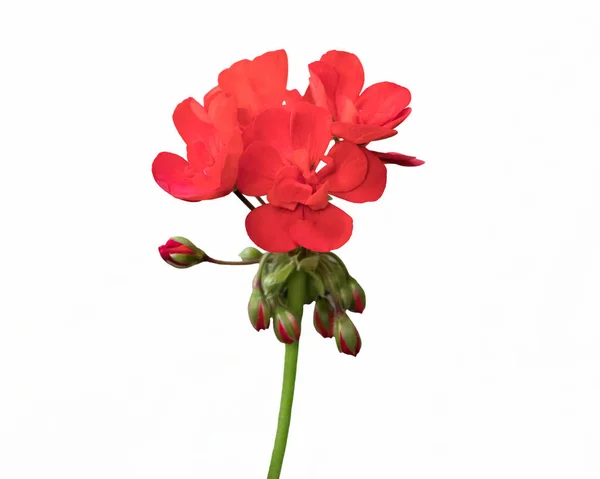 Isolated Red Geranium Bloom — Stock Photo, Image