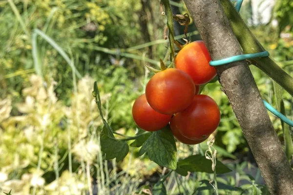 토마토 정원에서 랍니다 — 스톡 사진
