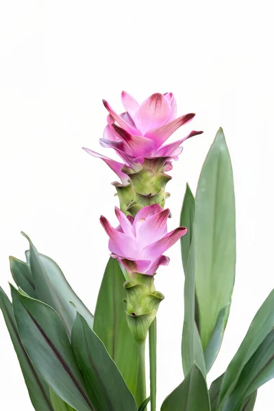 Isolated Flower Turmeric Plant White Background — Stock Photo, Image