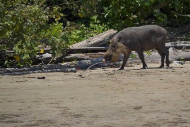 Borneo sakallı domuz