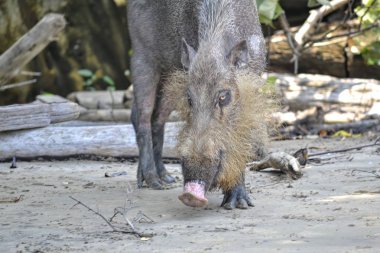Borneo sakallı domuz