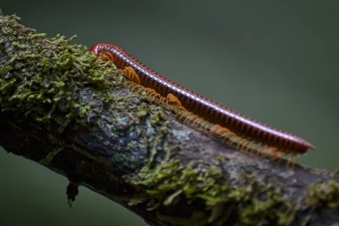ağaç üzerinde kırmızı kırkayak