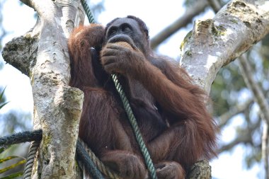 Orangutango, Pongo pygmaeus ağacına yeme