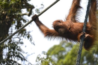 Orangutango, Pongo pygmaeus ormanda