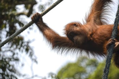 Orangutango, Pongo pygmaeus ormanda