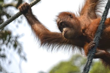 Orangutango, Pongo pygmaeus ormanda
