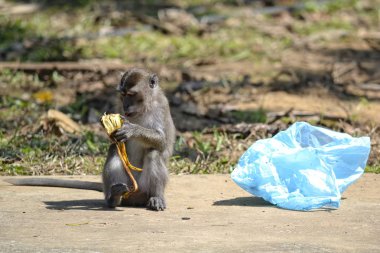 ormanda maymun yiyor