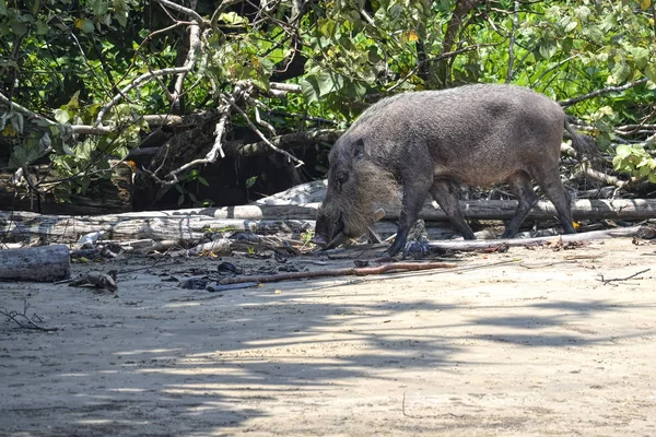 Borneo sakallı domuz