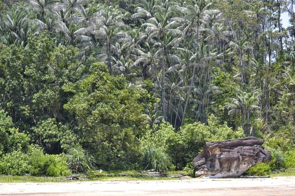 Palmbomen Het Strand Van Borneo — Stockfoto