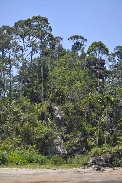 Palmen Borneo Strand — Stockfoto