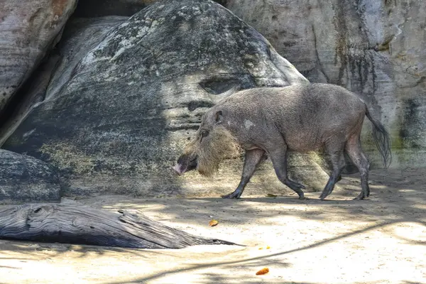 Cerdo Barbudo Borneo —  Fotos de Stock