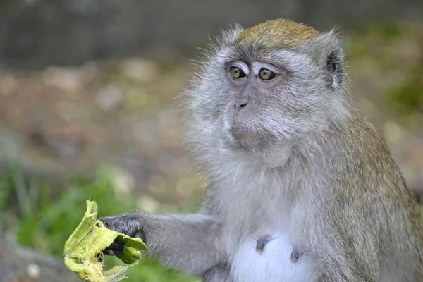 Singe Mange Dans Jungle — Photo