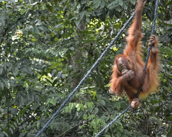 Orang Utan Pongo Pygmäen Dschungel — Stockfoto