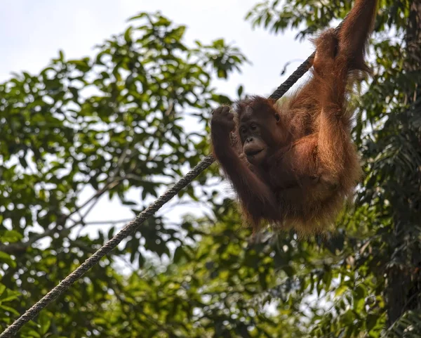 Orang Utan Pongo Pygmäen Dschungel — Stockfoto