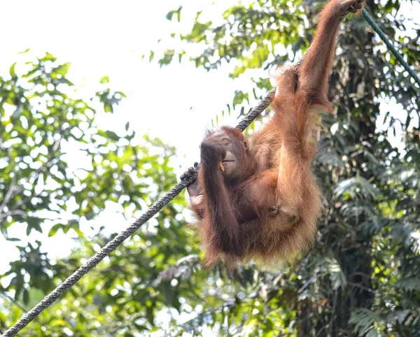 Orangutango Pongo Pygmaeus Selva — Fotografia de Stock