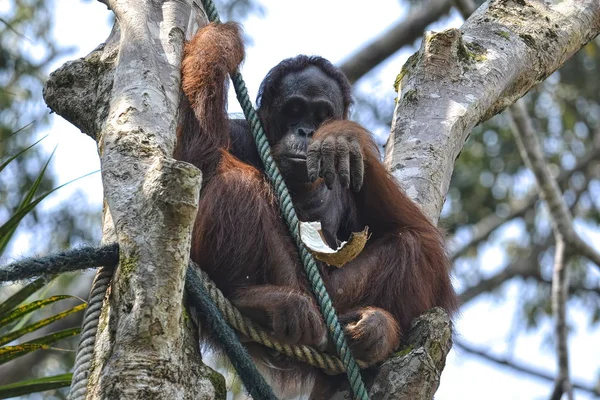 Orang Utan Pongo Pygmäen Fressen Baum — Stockfoto