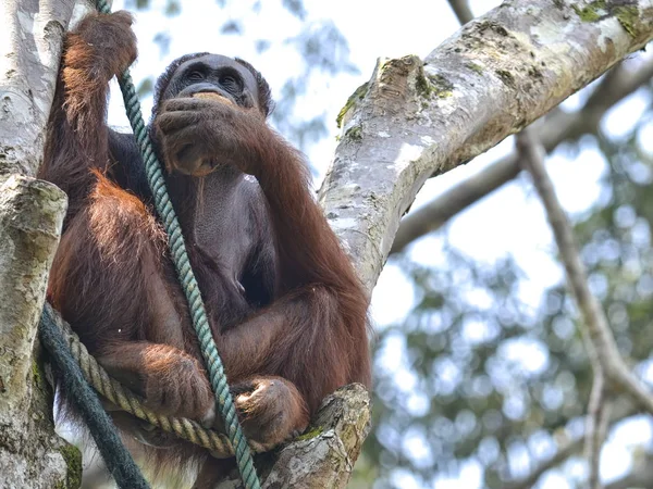 Orang Utan Pongo Pygmäen Fressen Baum — Stockfoto