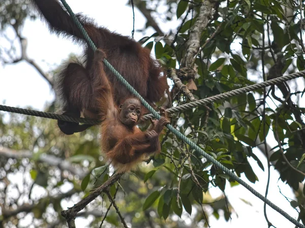 Orang Utan Pongo Pygmäen Und Ihr Baby Dschungel — Stockfoto