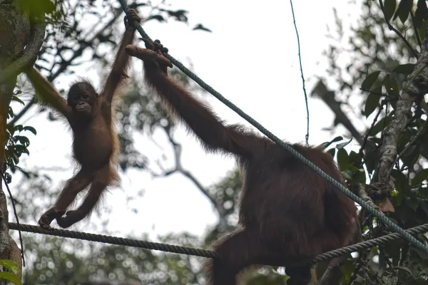 Orang Utan Pongo Pygmäen Und Ihr Baby Dschungel — Stockfoto
