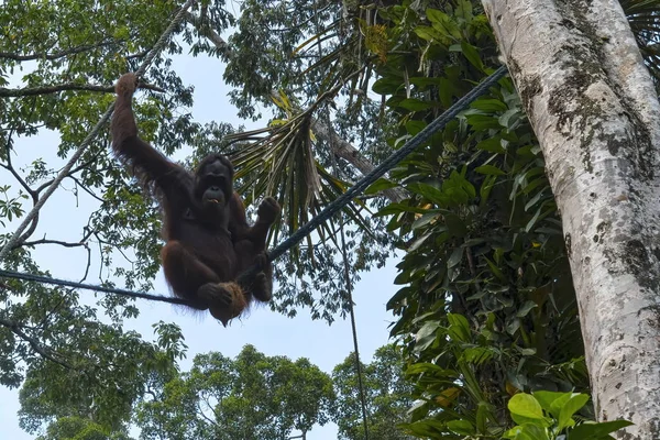 Orangutango Pongo Pygmaeus Selva — Fotografia de Stock
