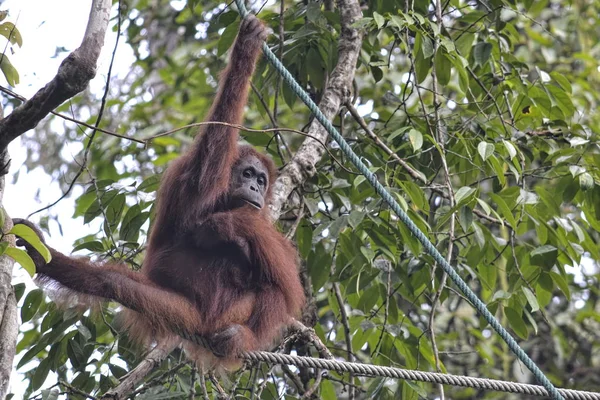 Orang Utan Pongo Pygmäen Dschungel — Stockfoto