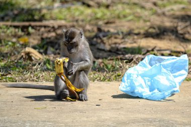 ormanda maymun yiyor