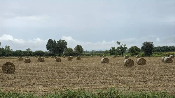 Bale Hay Meadow — Stock Photo, Image