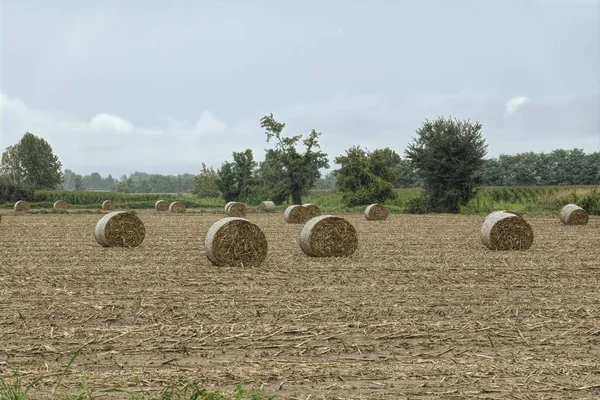 Bale Hay Meadow — Stock Photo, Image