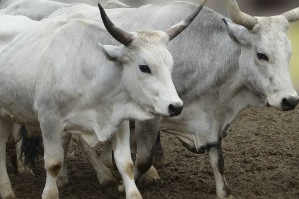 Große Kuh Auf Dem Bauernhof — Stockfoto