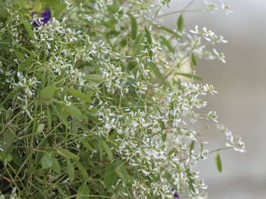 İlkbaharda bahçede açan çiçek.