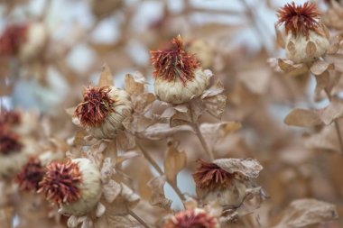 dekorasyon için çiçek kompozisyon