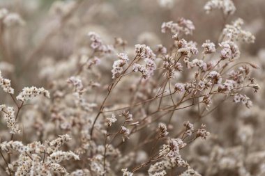 dekorasyon için çiçek kompozisyon