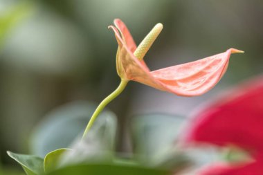 cam vazo içinde pembe antoryum